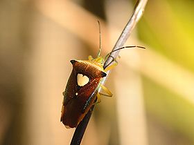 写真:背中にハート模様があるエサキモンキツノカメムシ