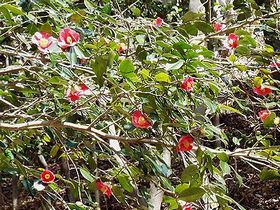 写真:たくさんの赤い花が咲いているヤブツバキ