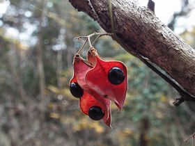 写真:開いた赤い莢に黒い種がくっついているトキリマメ