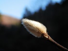 写真:毛皮をまとったようなコブシのフカフカの冬芽
