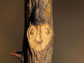 写真:葉跡(ようこん)が鼻筋のとおった顔に見えるカラスザンショウ