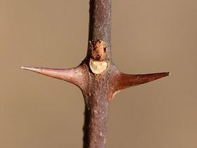 写真:葉跡(ようこん)が両腕を広げた子どもの顔に見えるサンショウ