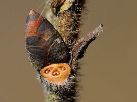 写真:葉跡(ようこん)がヒゲの生えた顔に見えるハルニレ