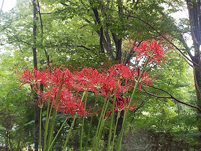 写真:木陰でまっすぐに伸ばした茎の先に真っ赤な花を咲かしたヒガンバナ