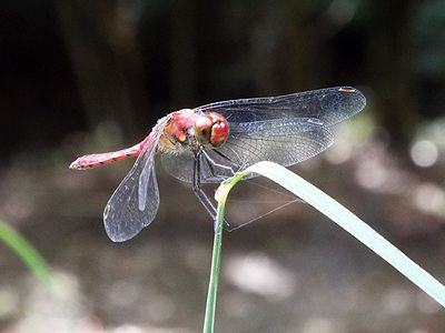 写真:ススキの葉にとまるナツアカネ