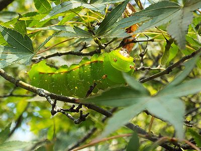 写真:緑色の葉の中に上手に紛れ込むオオミズアオの幼虫