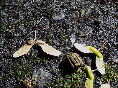 写真:プロペラのような形のイロハモミジの種と一緒に落ちている俵型の糞