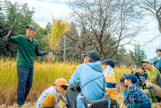 写真：稲刈り1