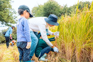 写真：稲刈り2