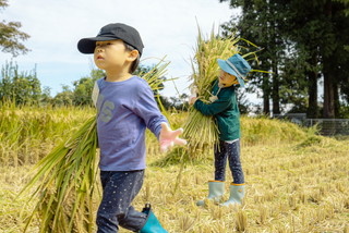 写真：稲刈り4