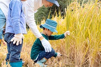 写真：稲刈り