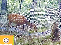 写真：園内の草を食べているニホンジカ