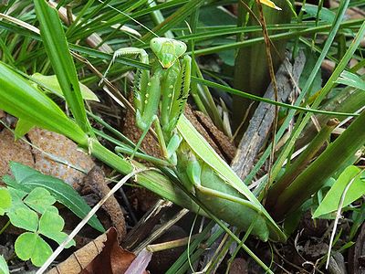 写真:とげとげのあるカマを身構えるハラビロカマキリ