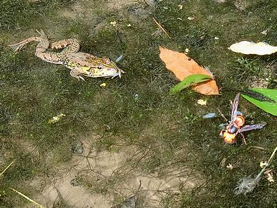 写真:スズメバチとの距離を20センチメートルにつめたトウキョウダルマガエル