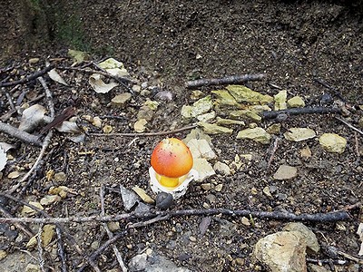 写真:ゆでたまごのような壷から真っ赤な傘を出したタマゴタケ