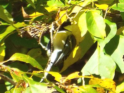 写真:梢につかまり木の実を食べるシジュウカラ