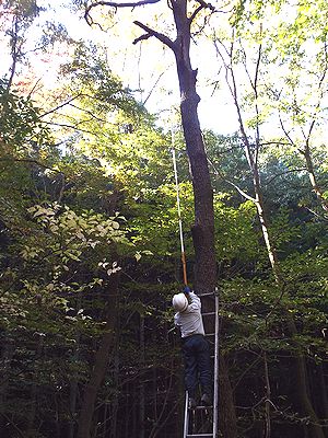 写真:梯子に登って、高枝切りばさみを使って6メートルほど上の枯れ枝を片付ける作業員