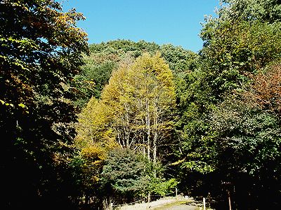 写真:イチョウに似た形のカツラの木