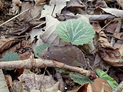 写真:こげ茶色の葉っぱにそっくりなアケビコノハ