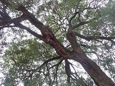 写真:空を覆うように枝を広く広げたシラカシ