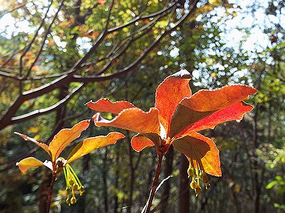 写真:日の光に透けるような赤色をしたアブラツツジ