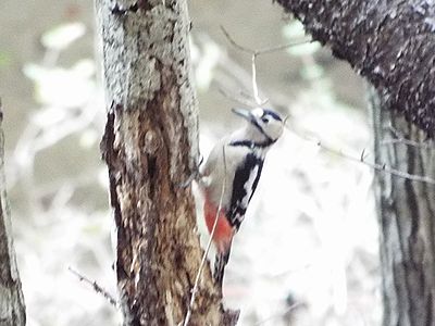 写真:枯れ木をつつくアカゲラ