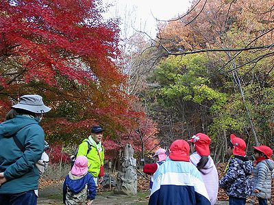 写真:真っ赤なイロハモミジのある広場で体操をする園児たち