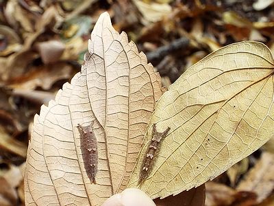 写真:枯れたエノキの葉裏にくっついている2匹のイモムシ