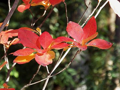 写真: 6枚から8枚のまっ赤な葉が花のように枝先についている
