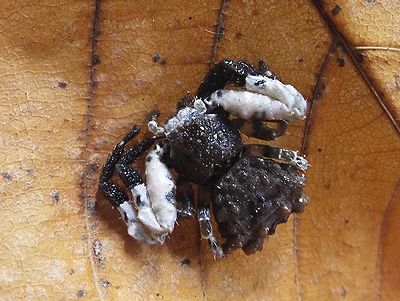 写真:黒い体にカニのはさみのように大きくて白い前脚を持つカトウツケオグモ