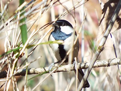 写真:胸に黒いネクタイのような模様があるシジュウカラ