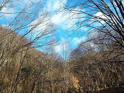写真:葉の落ちた枝先の向こうに広く青空が広がり白い雲が浮かんでいる