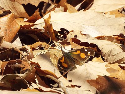 写真:落ち葉の上に茶色とオレンジ色のテングチョウがとまっている