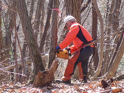 写真:ヘルメットをかぶった職員がチェーンソーで直径20センチメートル程の木を伐採している