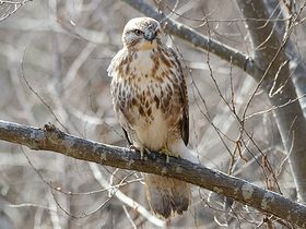 写真:木の枝にとまるタカの仲間ノスリ