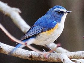 写真:鮮やかな青色の背中の鳥ルリビタキ
