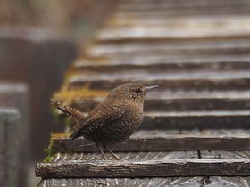 写真:茶色い小鳥ミソサザイは尾羽を上げている