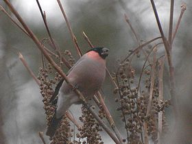 写真:首に桃色のスカーフを巻いたような鳥ウソ