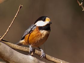 写真:お腹のオレンジ色が目立つヤマガラ