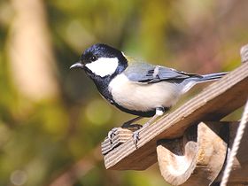 写真:エサ台の上にとまるシジュウカラ