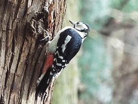 写真:木をつついて餌を探すアカゲラ