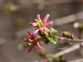 写真:星型をしたピンク色の花ミヤマウグイスカグラ