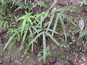 写真:細長い葉を持つ常緑性のシダ、オオバノイノモトソウ