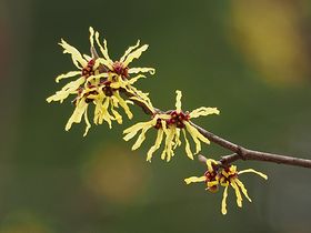 写真:黄色いリボンのような花びらを持つマンサク