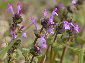 写真:ホトケノザの小さな紫色の花が群生する様子