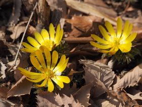 写真:光沢のある黄色い花を落ち葉を押しのけて開くフクジュソウ