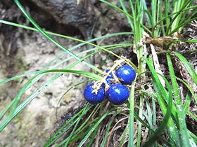 写真:青い実をつけるジャノヒゲ、葉は細長く竜のヒゲのよう