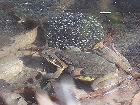 写真:ヤマアカガエルのメスの背中に小型のオスがしがみつき、奥には卵の塊がある