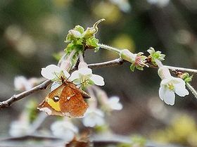 写真:春一番に咲くチョウジザクラに吸蜜に訪れる虫