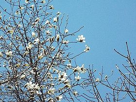 写真:葉が出る前に白い花をいくつも枝先につけるコブシ